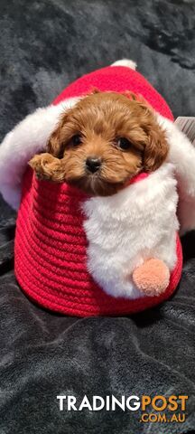 Tiny Genuine Teacup poodles