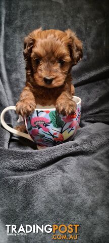 Tiny Genuine Teacup poodles