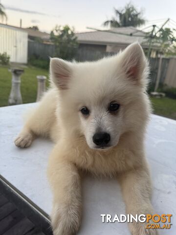 Japanese Spitz Puppies