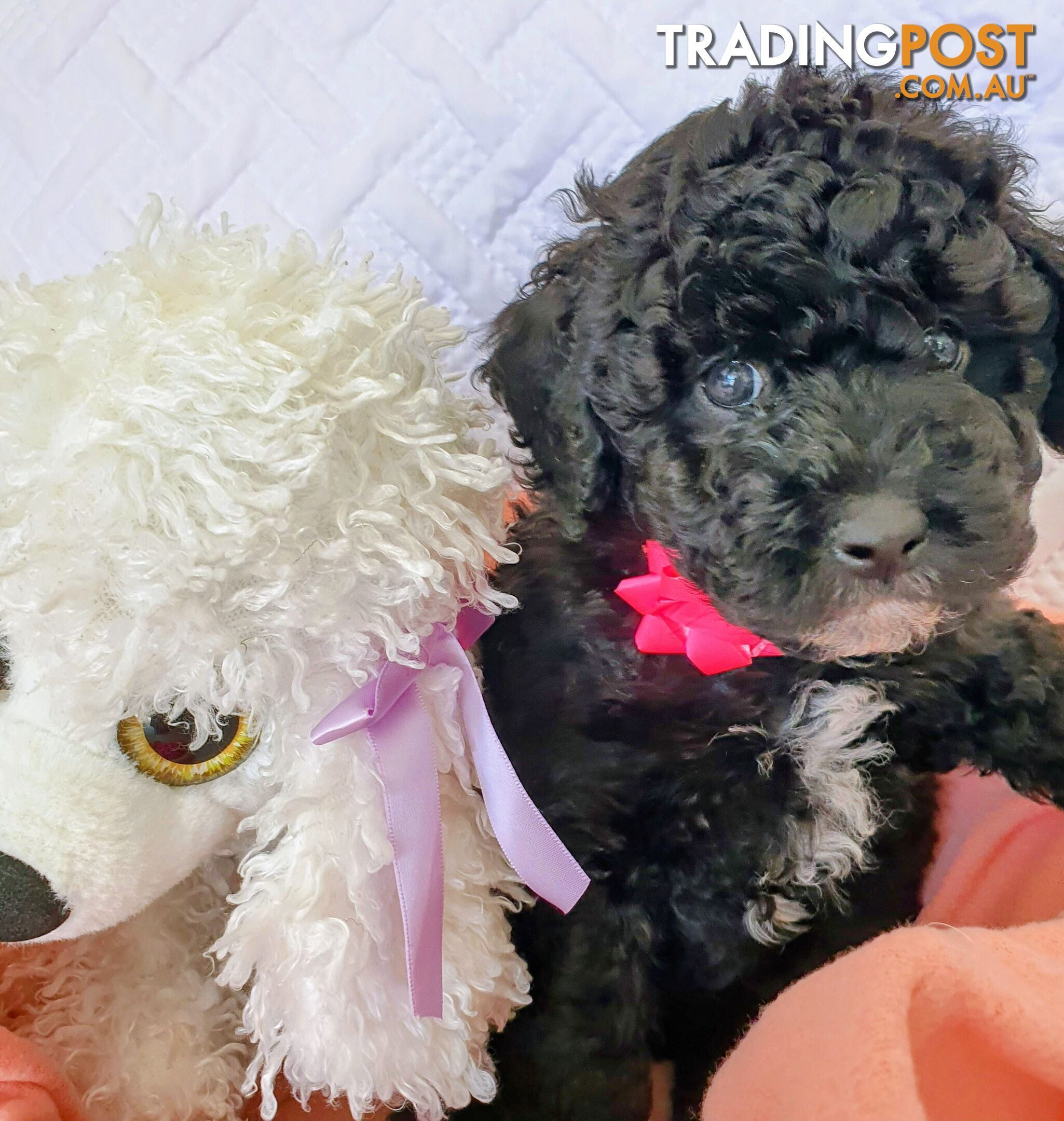 QUALITY PURE BRED MINIATURE POODLE PUPPIES. DNA TESTED PARENTS