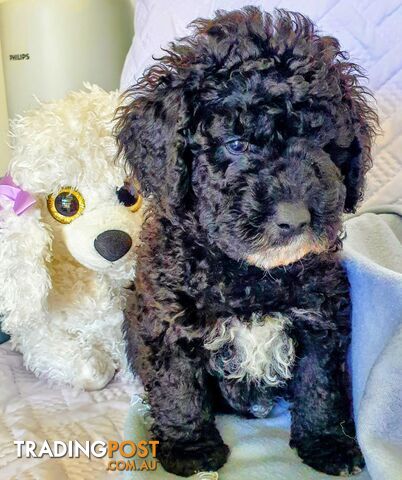 QUALITY PURE BRED MINIATURE POODLE PUPPIES. DNA TESTED PARENTS