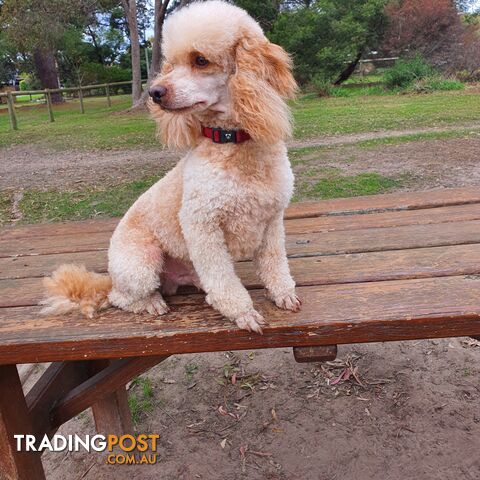 PURE BRED MINI POODLE FOR STUD. DNA CLEAR, HIP/ELBOW SCORED. NFS