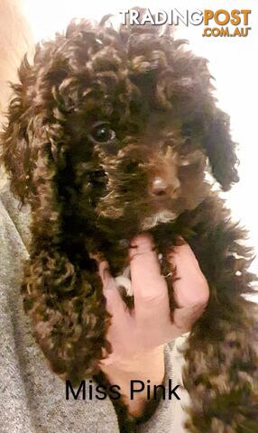 READY NOW, MINI POODLE PUPPIES, DNA CLEAR PARENTS