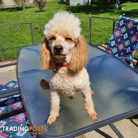 PURE BRED MINI POODLE FOR STUD, DNA CLEAR, HIP &amp; ELBOW SCORED, NOT FOR SALE.