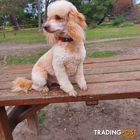 PURE BRED MINI POODLE FOR STUD, DNA CLEAR, HIP &amp;amp;amp; ELBOW SCORED, NOT FOR SALE.