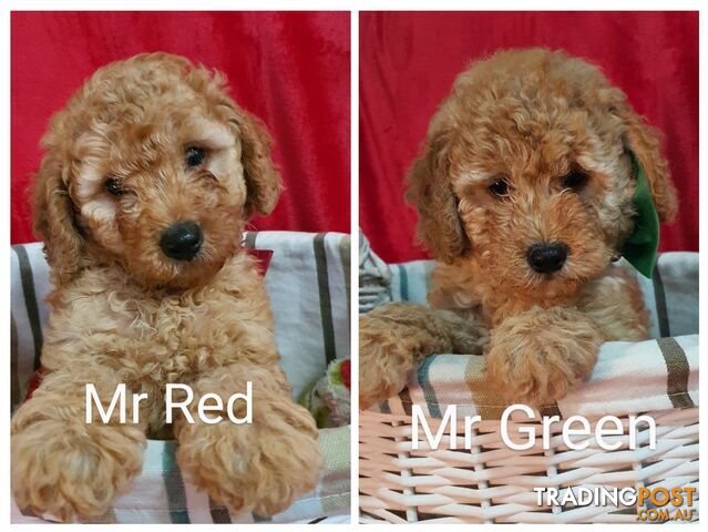 QUALITY TOY/MINI GROODLE PUPPIES DNA CLEAR PARENTS.