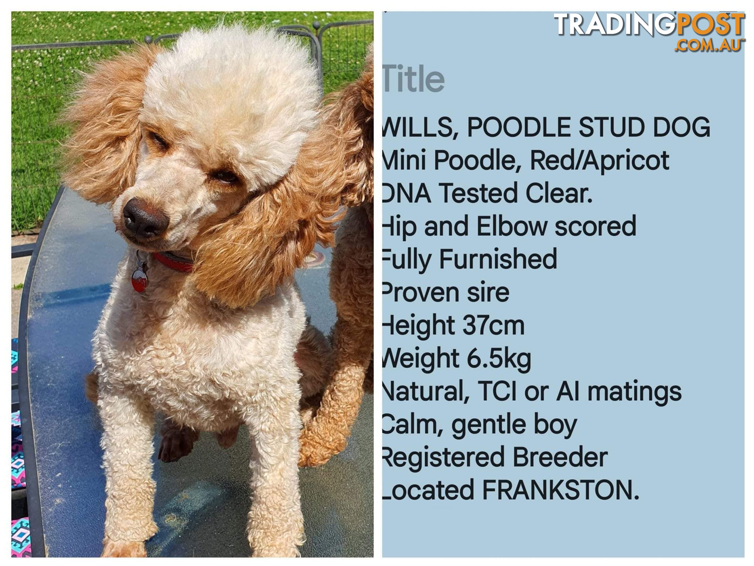 QUALITY TOY/MINI GROODLE PUPPIES DNA CLEAR PARENTS.