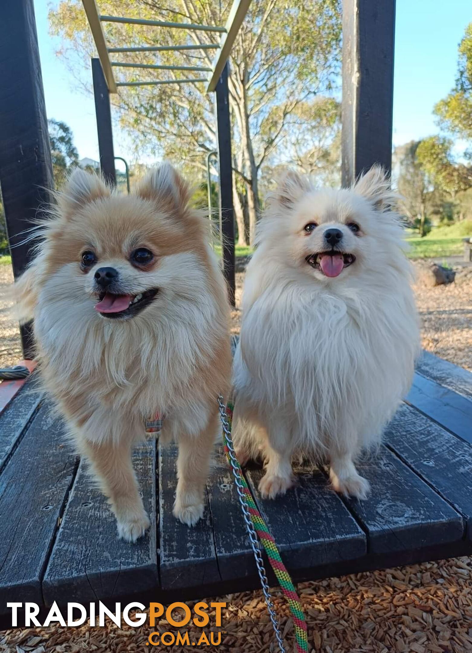 A Very Tiny Cute Pure Bred Pomeranian Pup boys.