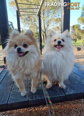 A Very Tiny Cute Pure Bred Pomeranian Pup boys.