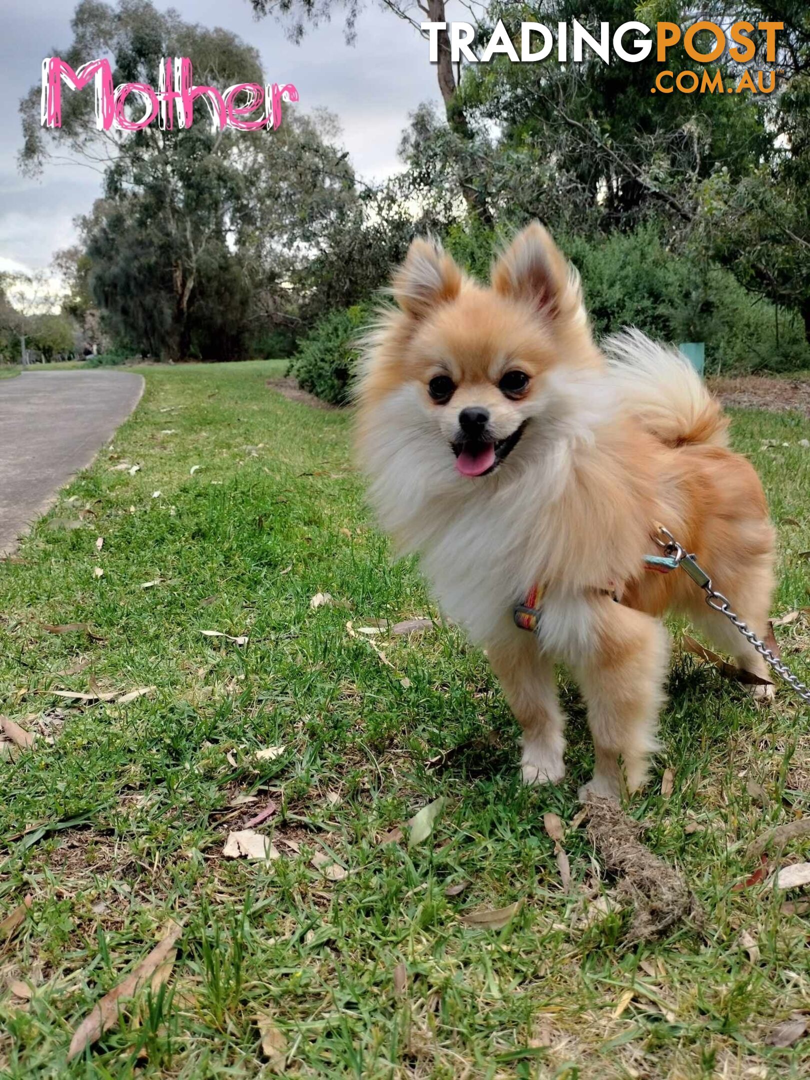 A Very Tiny Cute Pure Bred Pomeranian Pup boys.