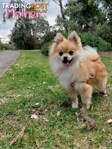 A Very Tiny Cute Pure Bred Pomeranian Pup boys.