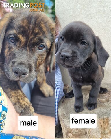 Lab/staffy/bullmastiff X puppies for sale in need of a loving home