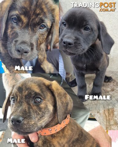 Lab/staffy/bullmastiff X puppies for sale in need of a loving home