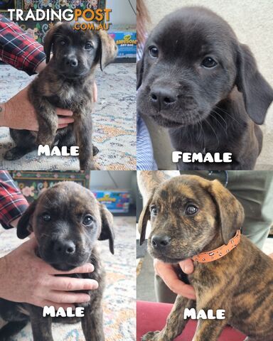 Lab/staffy/bullmastiff X puppies for sale in need of a loving home