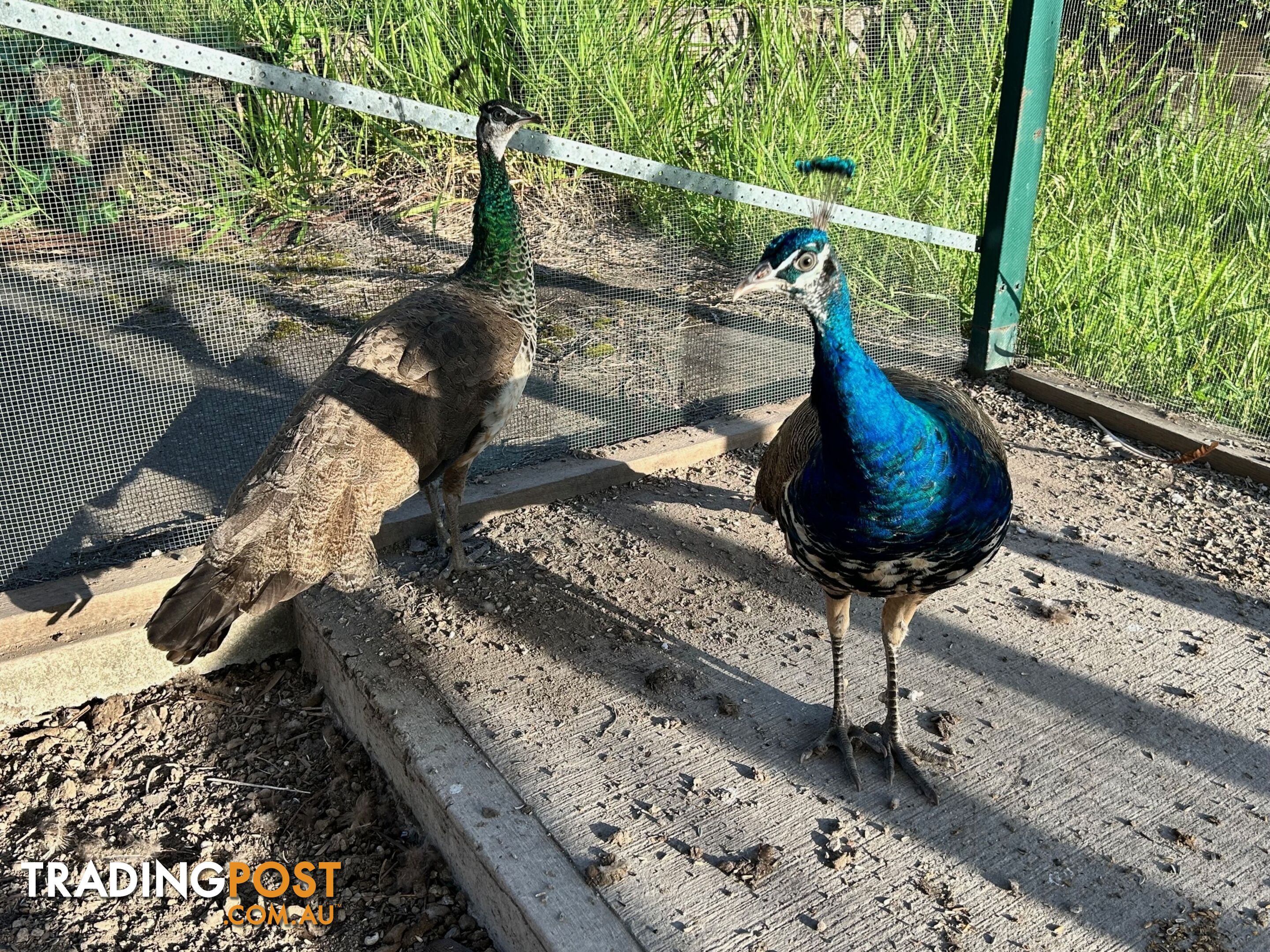 Peacock and peahen pair