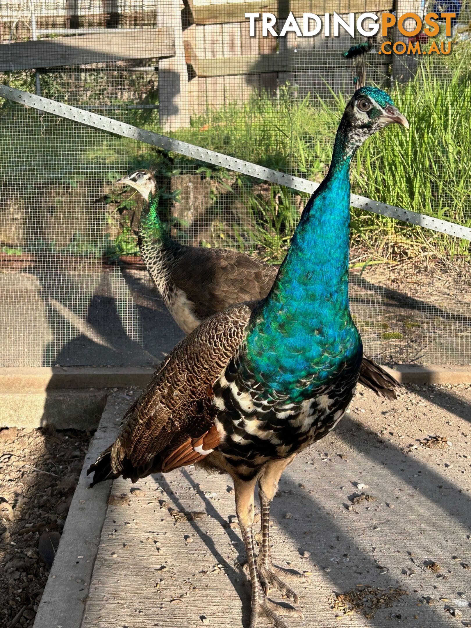 Peacock and peahen pair