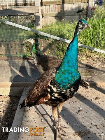 Peacock and peahen pair