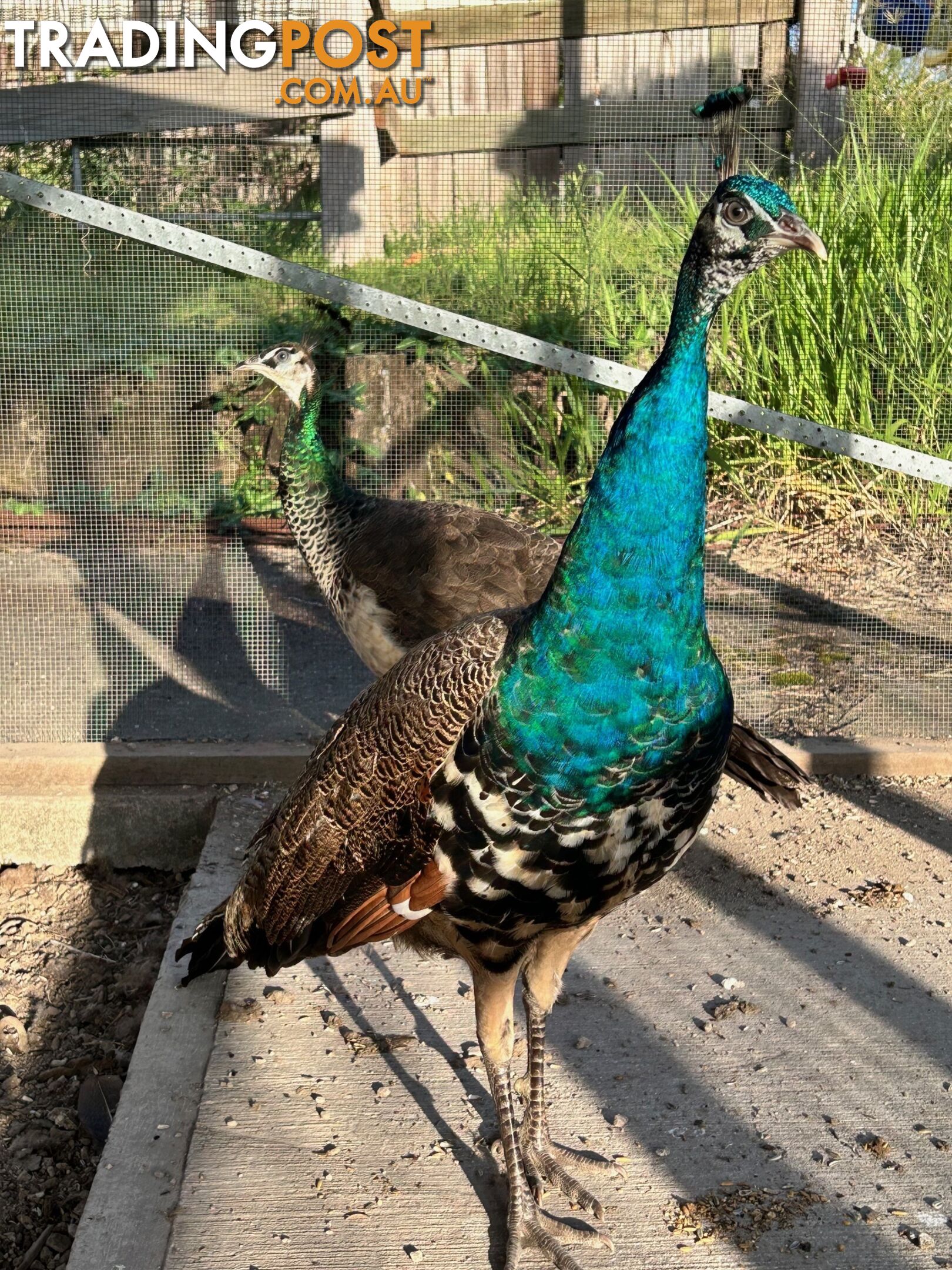 Peacock and peahen pair