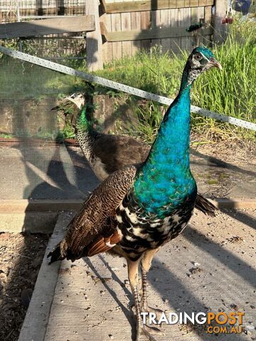 Peacock and peahen pair