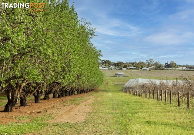 41 Briers Road LOXTON NORTH SA 5333