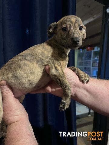Whippet puppies