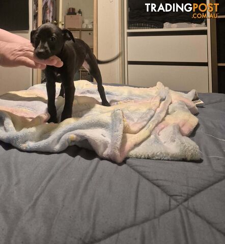 Whippet puppies - photo 4 of 14