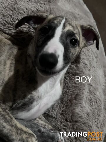 Whippet puppies