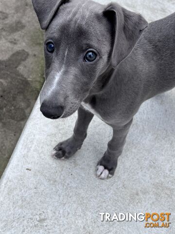 Whippet puppies