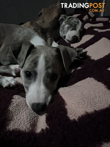 Whippet puppies