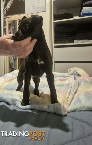Whippet puppies - photo 3 of 14