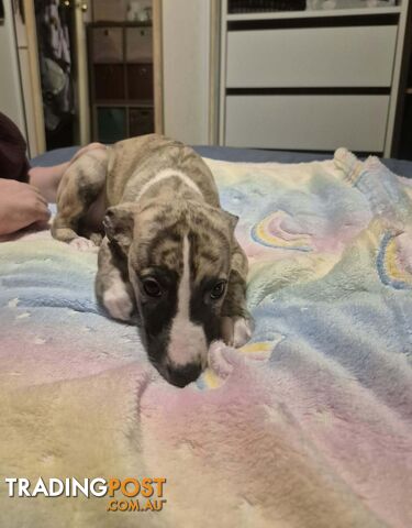 Whippet puppies - photo 5 of 14