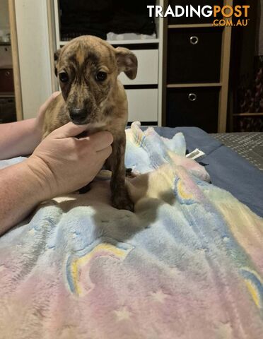 Whippet puppies - photo 2 of 14