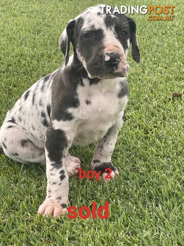 Pure bred Great dane puppies