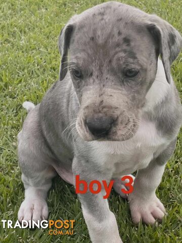 Pure bred Great dane puppies