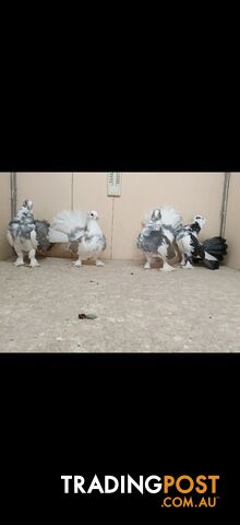 Indian Fantail Pigeons 🪹