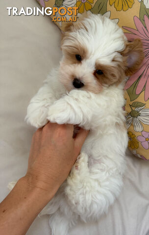 Maltese x cavoodle puppies ONLY 2 LEFT