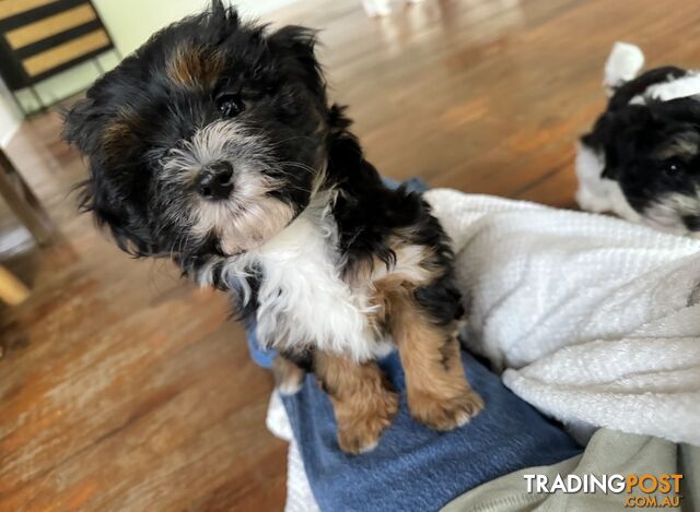 Maltese x cavoodle puppies ONLY 2 LEFT