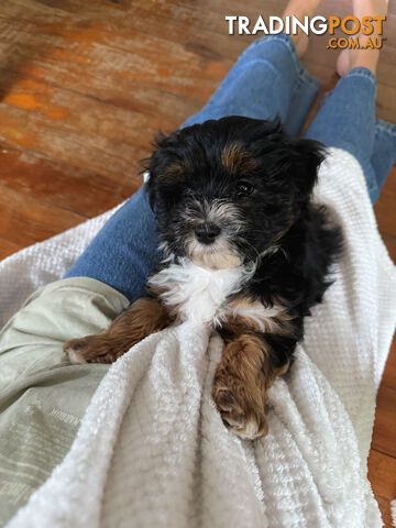 Maltese x cavoodle puppies ONLY 2 LEFT