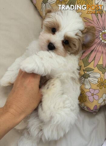 Maltese x cavoodle puppies ONLY 2 LEFT