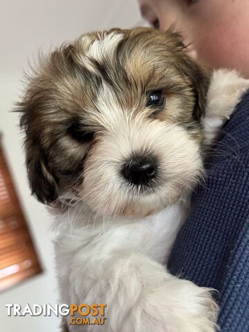 Maltese x cavoodle male puppy