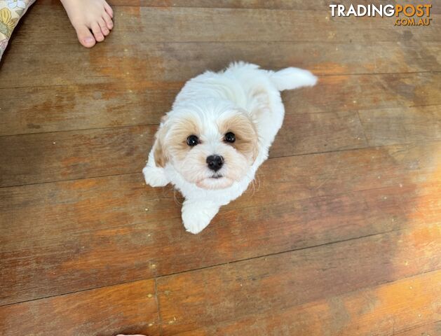 Maltese x cavoodle puppies ONLY 2 LEFT