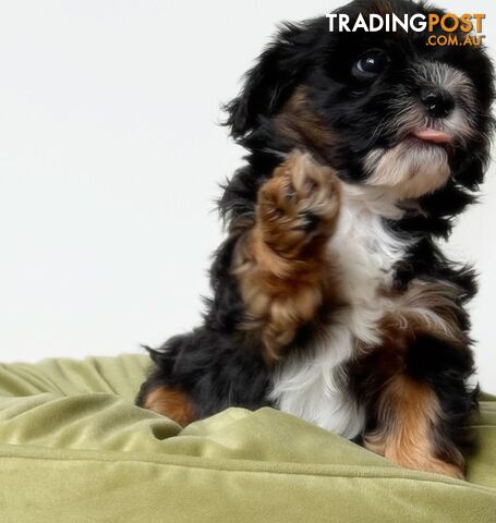 Maltese x cavoodle male puppies ONLY 2 LEFT