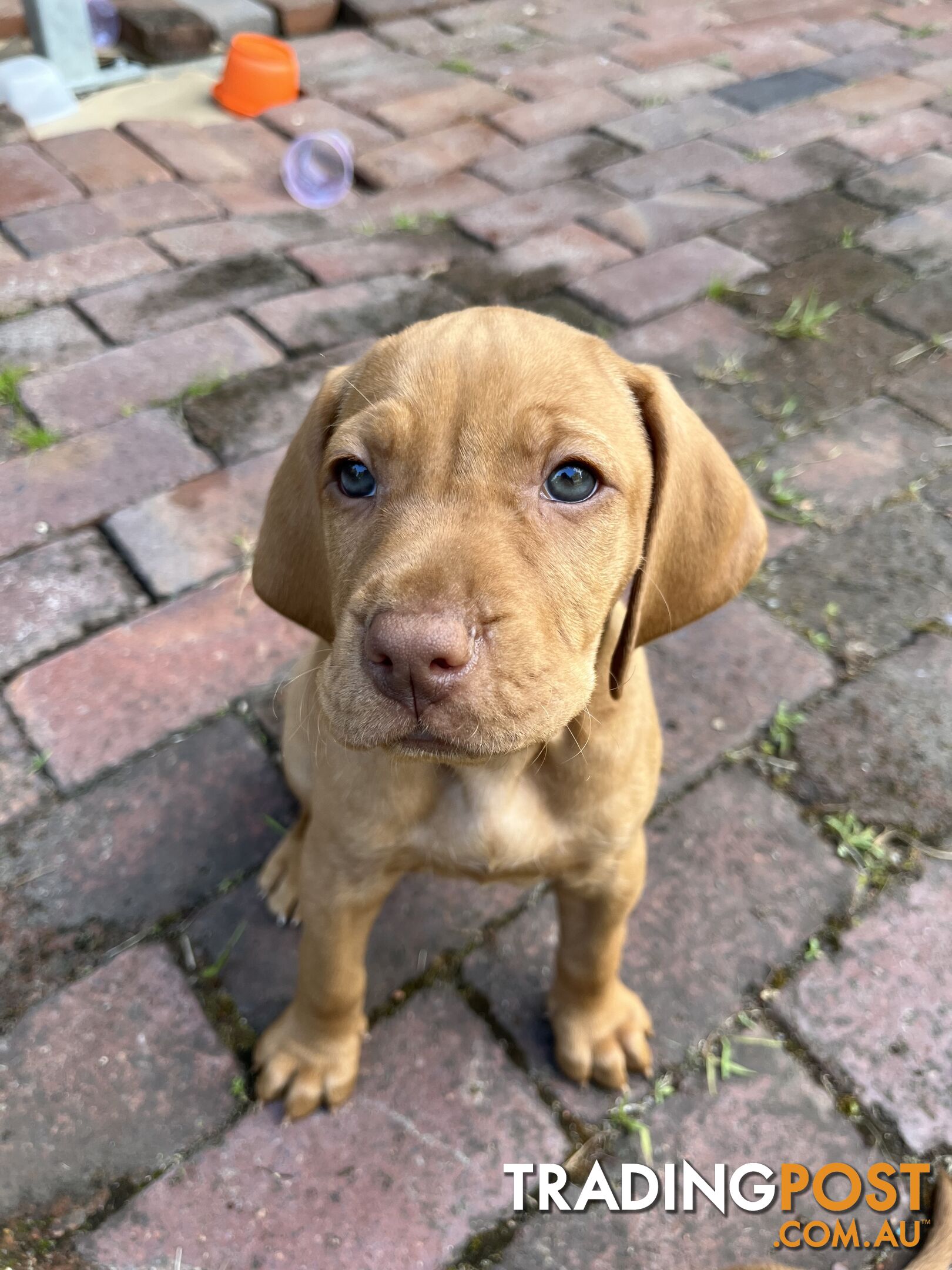 Vizsla Pups for Sale