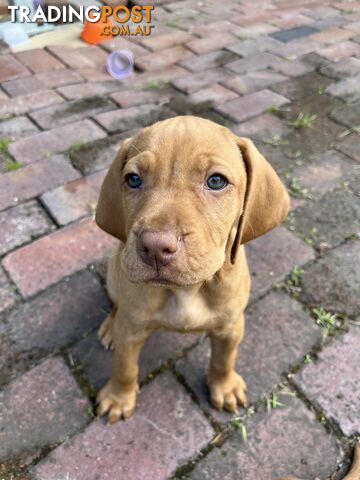 Vizsla Pups for Sale