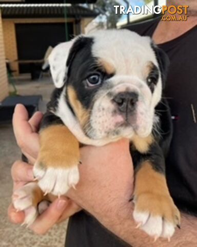 British Bulldog Puppies For Sale