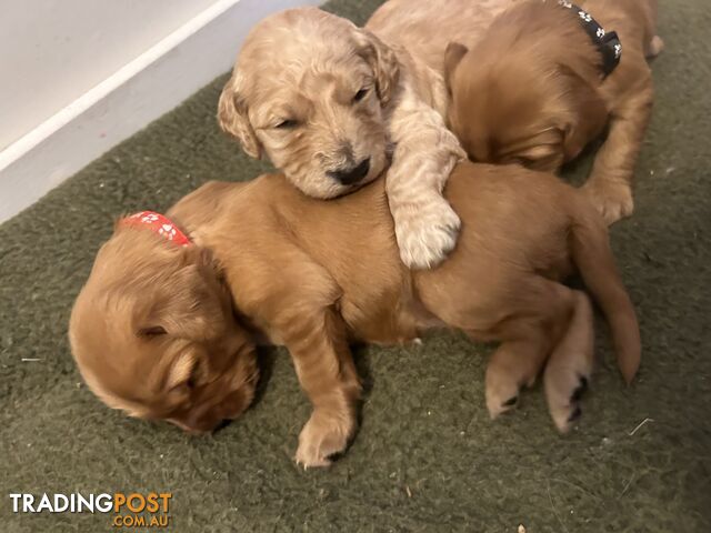 Gorgeous groodle puppies