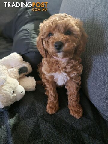 Teacup poodle