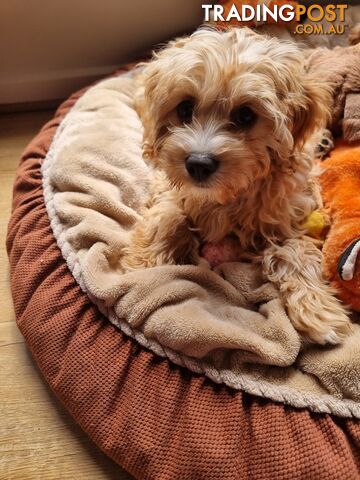 Cavoodle