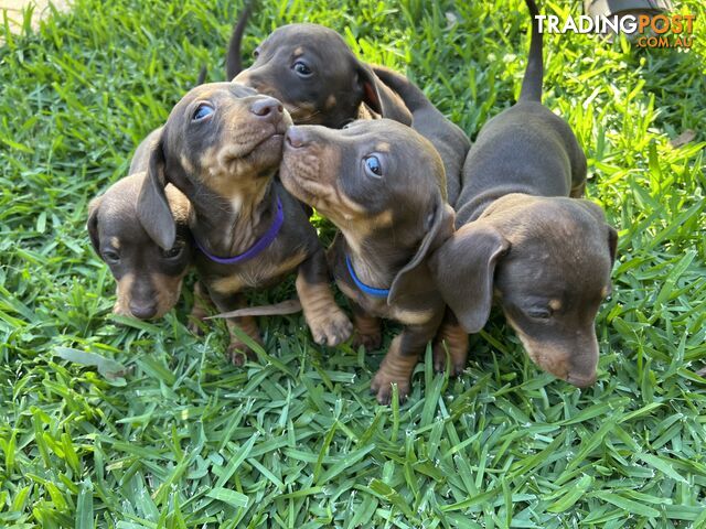 Miniature dachshunds