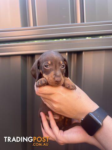 Miniature dachshunds